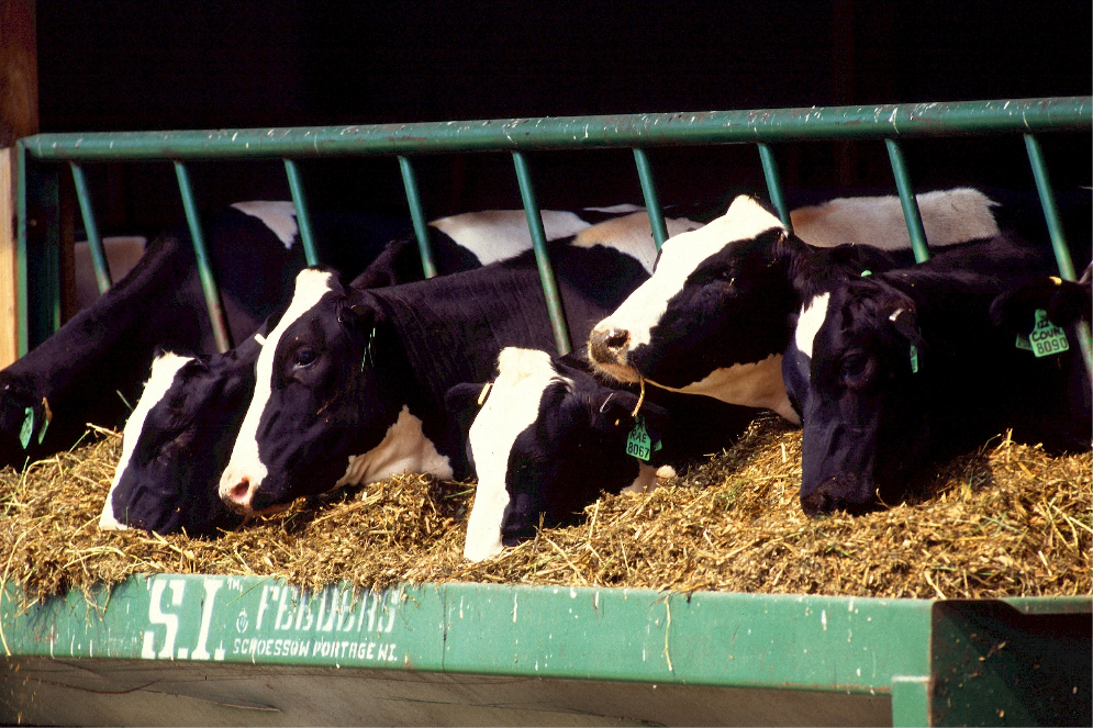 Alimentos para animales